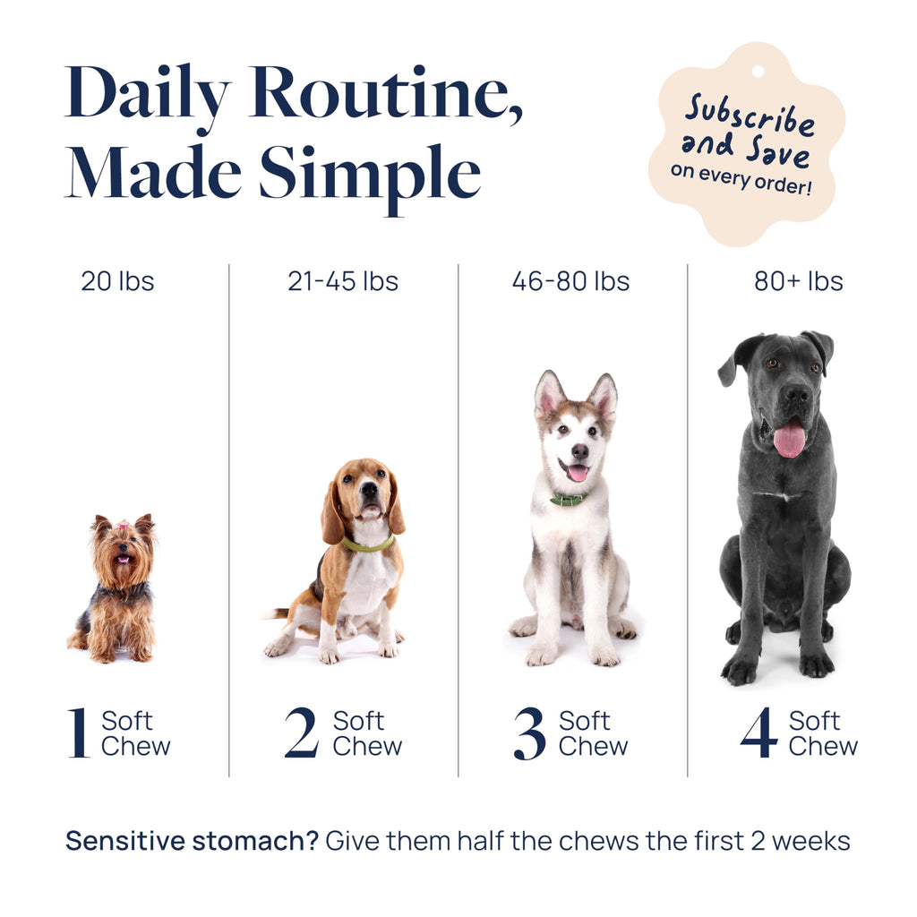 Veterinary Formula Anal Gland Support for Dogs – Vet-Formulated No Scoot Chews with Pumpkin, Ginger, Agave Inulin & Probiotics – Supports Scooting, Stool Quality & Digestive Health, 60 Soft Chews