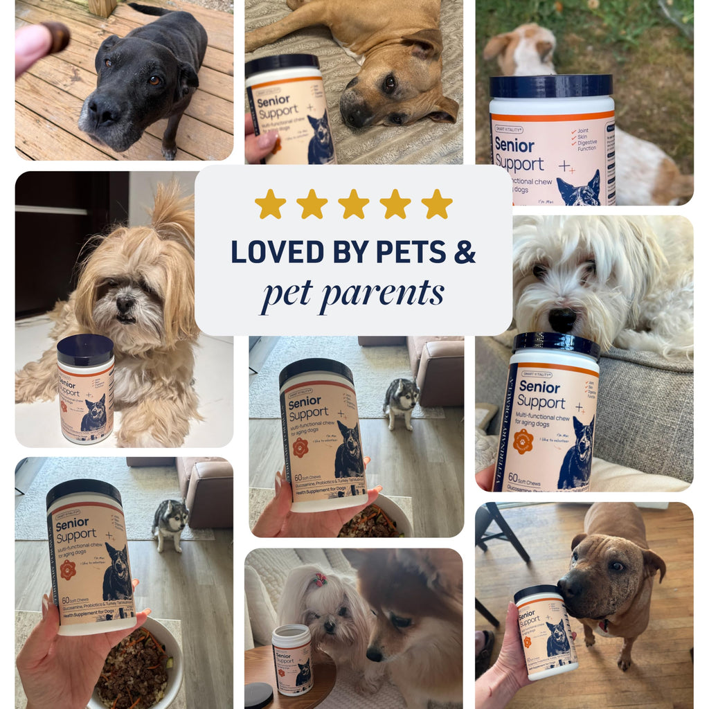 Veterinary Formula Anal Gland Support for Dogs – Vet-Formulated No Scoot Chews with Pumpkin, Ginger, Agave Inulin & Probiotics – Supports Scooting, Stool Quality & Digestive Health, 60 Soft Chews